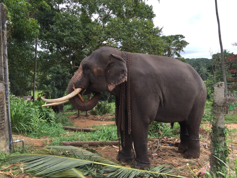 Elefantenfarm auf dem Weg zum Yale National Park Sri Lanka